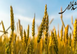 مطالبه ی بهای حق ریشه و نسق زراعی