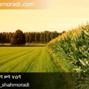 تشخیص زمین های ملی از اراضی عادی